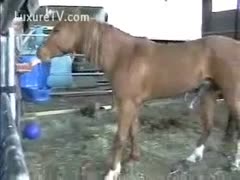 Zoo video featuring a full-sized horse getting a hardon on the ranch